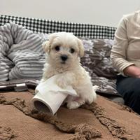Cucciolo Maltese