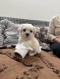 Cucciolo Maltese