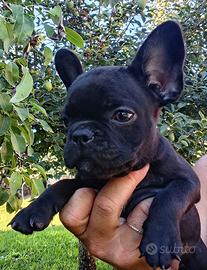 Bulldog Francese