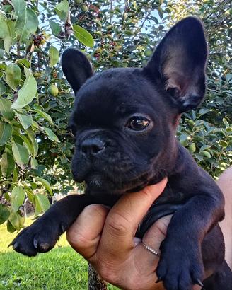 Bulldog Francese