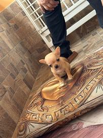 Chihuahua Maschio, dimensione mini arancio