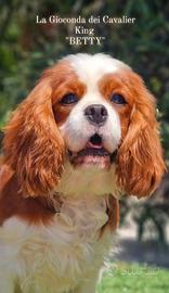 Cavalier king pedigree cuccioli strepitosi