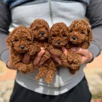 Barboncini 75 giorni Red