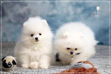 Spitz nano tedesco bianco maschio