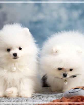 Spitz nano tedesco bianco maschio