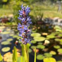 Pontederia cordata pianta