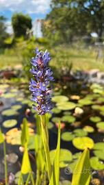 Pontederia cordata pianta