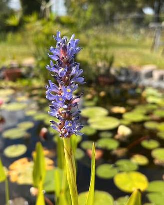 Pontederia cordata pianta