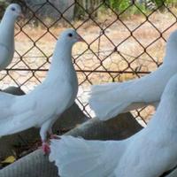 Colombe bianche