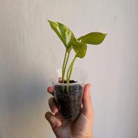 Pothos – piante facili da appartamento a Roma