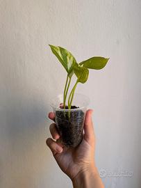 Pothos – piante facili da appartamento a Roma