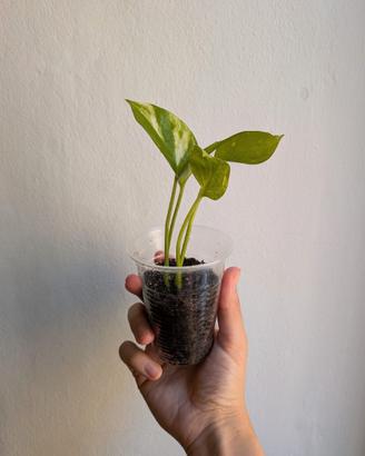 Pothos – piante facili da appartamento a Roma
