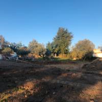 Albero Ulivo secolare