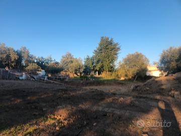 Albero Ulivo secolare