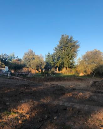 Albero Ulivo secolare