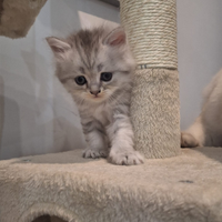 Disponibili cuccioli British longhair