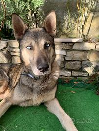 Sono un addestratore