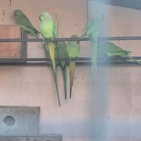 Parrocchetti dal collare coppia