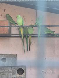 Parrocchetti dal collare coppia