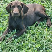 Cuccioli kurzhaar bracco tedesco