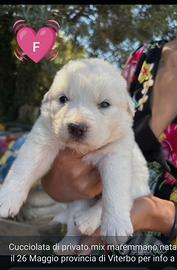 Cuccioli di Maremmano