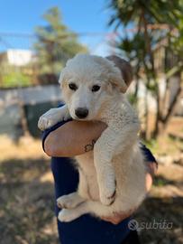 Cucciola in adozione