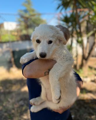 Cucciola in adozione