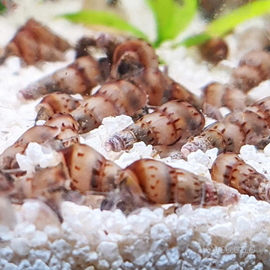Chiocciola Tropicale Acquario Dolce Pesci Lumaca