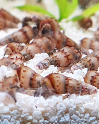 Chiocciola Tropicale Acquario Dolce Pesci Lumaca