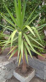 Pianta Yucca da MT 2 