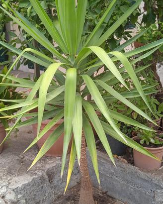 Pianta Yucca da MT 2 