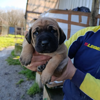 Cucciolo 2 masi maschio