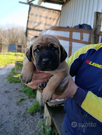 Cucciolo 2 masi maschio