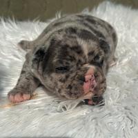 Bulldog francesi blu and tan