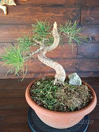 Bonsai di Pino Silvestre. Visita il profilo.