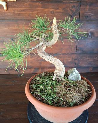 Bonsai di Pino Silvestre. Visita il profilo.
