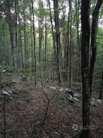 Bosco di faggio 7000 mq altopiano di Asiago