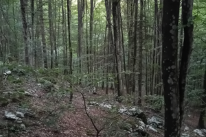 Bosco di faggio 7000 mq altopiano di Asiago