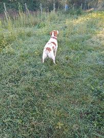 Breton maschio per monta