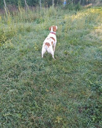 Breton maschio per monta