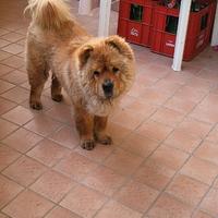 Chow Chow