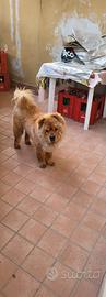 Chow Chow