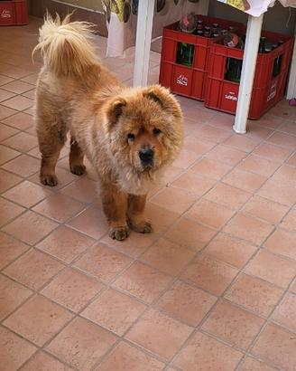 Chow Chow