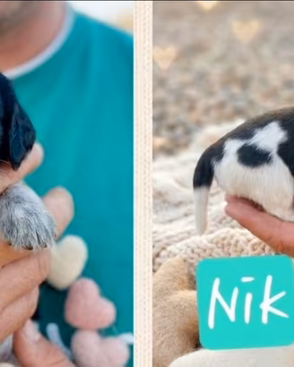 Cuccioli di Cocker Spaniel Inglese