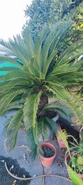 Cycas