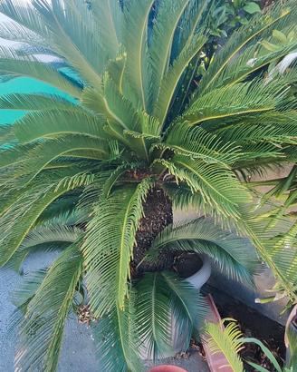 Cycas