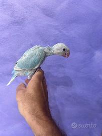 Parrocchetto dal collare