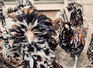 Galline padovane tricolore