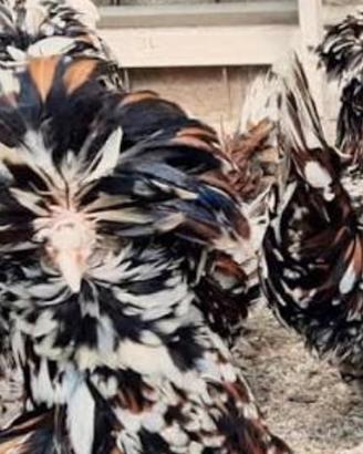 Galline padovane tricolore