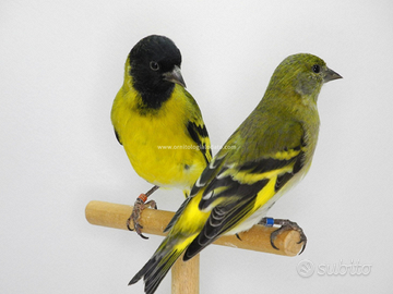 Coppia lucherini testanera